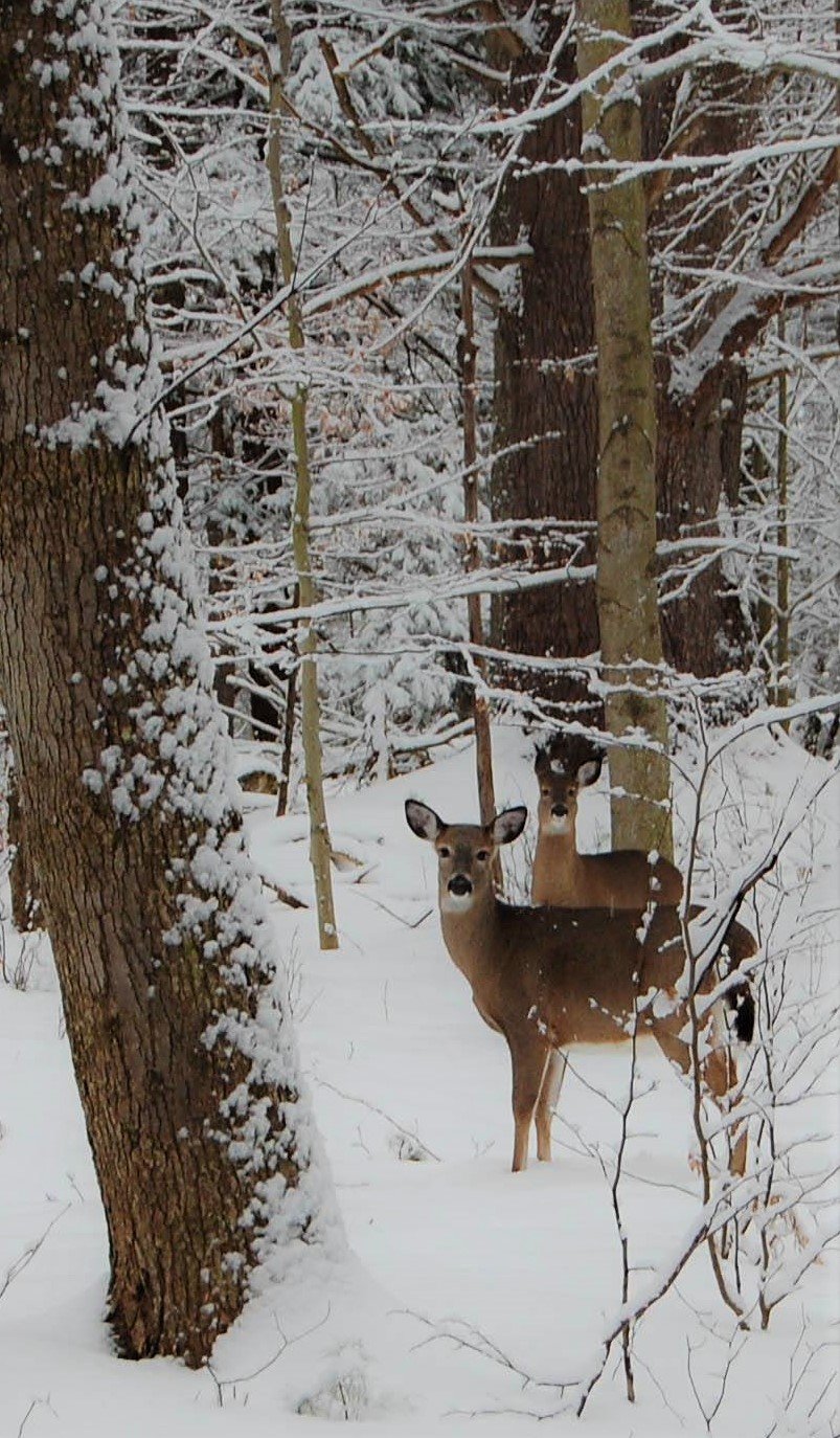 Deer in winter, eyeing the photographer. “What, exactly, are you doing?”